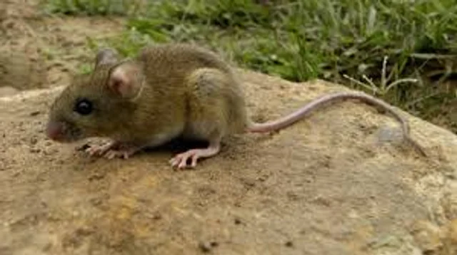 Confirmaron un caso de hantavirus en Bariloche